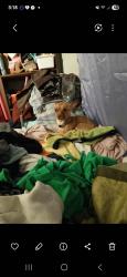 Reunited Male Dog last seen Olive and Summit , El Dorado, KS 67042