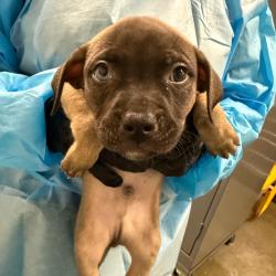 Shelter Stray Male Dog last seen , Los Angeles, CA 90018