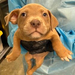 Shelter Stray Male Dog last seen , Los Angeles, CA 90018