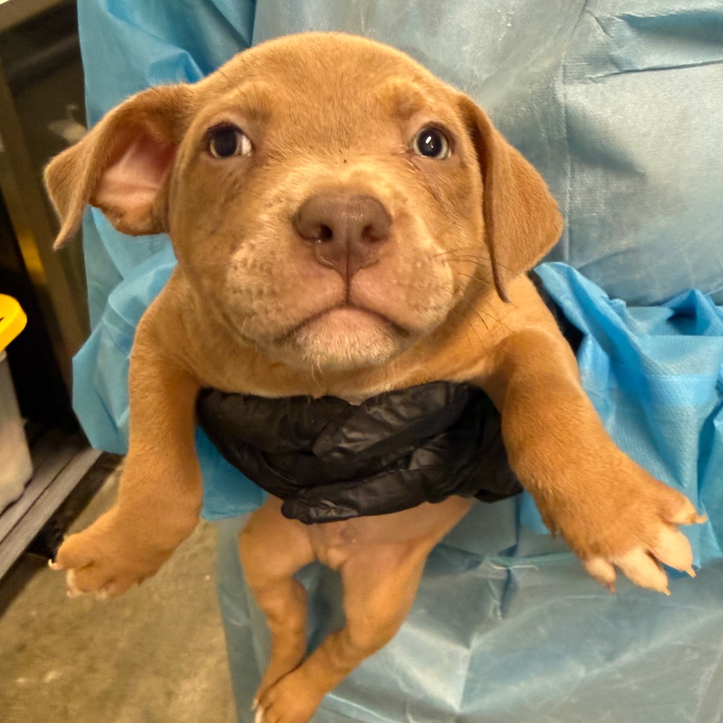 Shelter Stray Male Dog last seen , Los Angeles, CA 90018