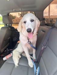 Reunited Female Dog last seen Near Country Manor Rd. , Fort Worth, TX 76134