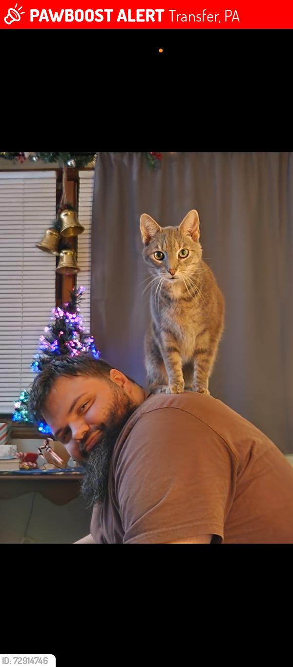 Lost Male Cat last seen Behind the family dollar plaza, Transfer, PA 16154