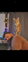 Lost Male Cat last seen Behind the family dollar plaza, Transfer, PA 16154