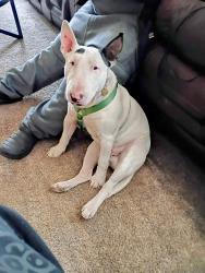 Reunited Male Dog last seen Monaco St , Denver, CO 80220