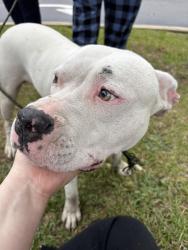 Found/Stray Male Dog last seen English rd near Bojangles , Rocky Mount, NC 27804
