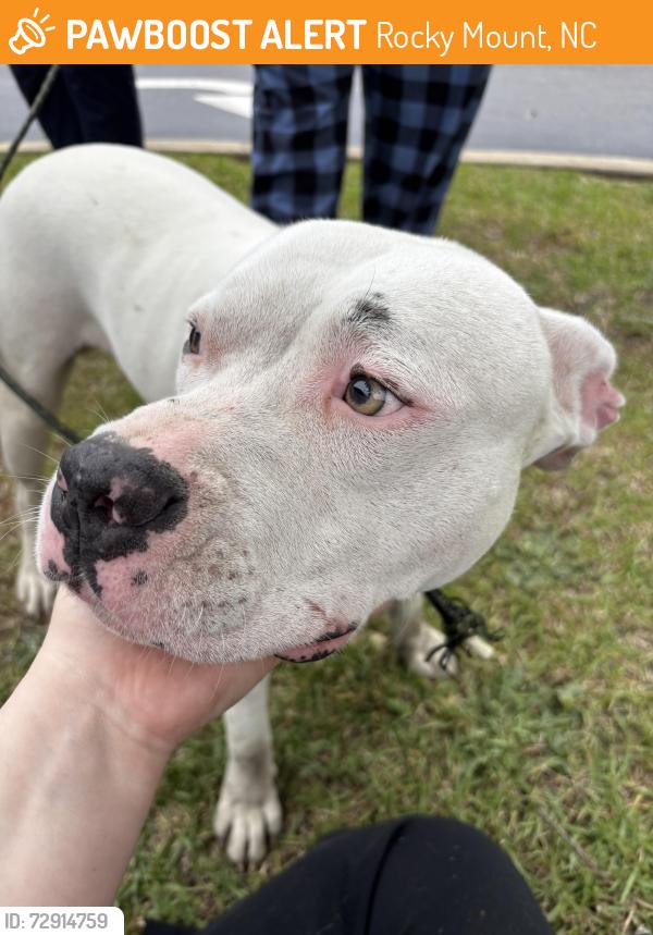Found/Stray Male Dog last seen English rd near Bojangles , Rocky Mount, NC 27804