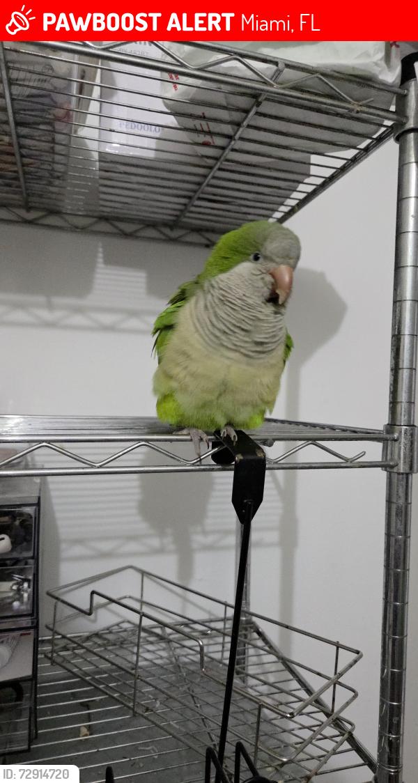 Lost Male Bird last seen Near magic city casino, Miami, FL 33125