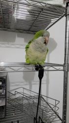 Lost Male Bird last seen Near magic city casino, Miami, FL 33125