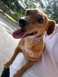 Reunited Male Dog last seen Barkery cypress and spring cypress, Cypress, TX 77429