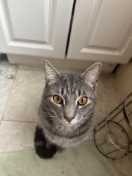 Reunited Male Cat last seen Near Hampton Ave Schenectady NY, Schenectady, NY 12309