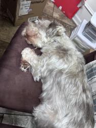 Lost Female Dog last seen Near Cambrian Drive Kathleen, Kathleen, GA 31047
