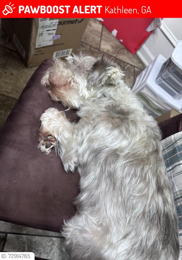 Lost Female Dog last seen Near Cambrian Drive Kathleen, Kathleen, GA 31047