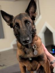 Reunited Female Dog last seen Fork Shoals Rd, Greenville, SC 29605