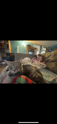 Lost Male Cat last seen Lafayette Meadows, Roanoke, IN 46783