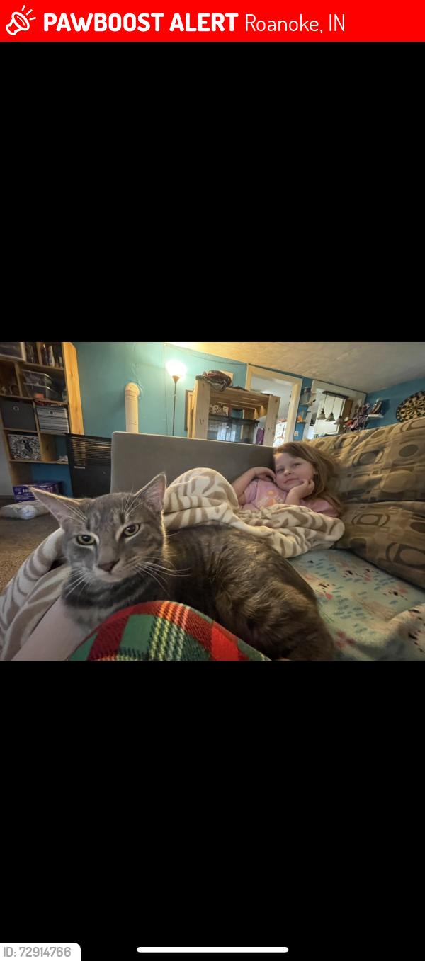 Lost Male Cat last seen Lafayette Meadows, Roanoke, IN 46783