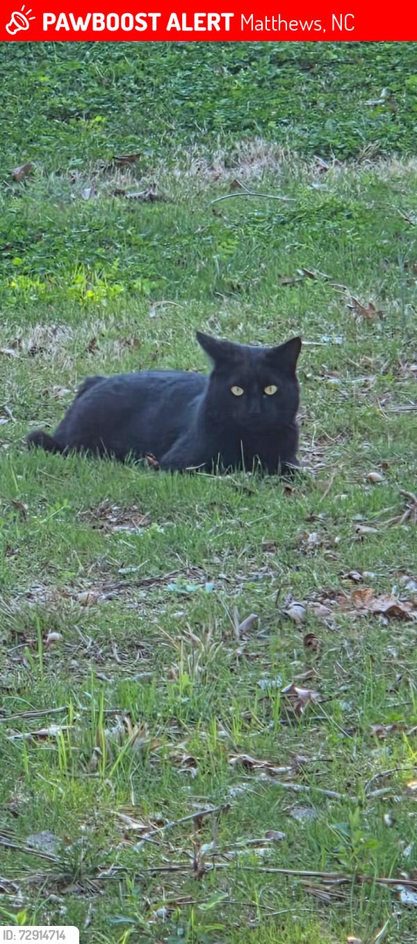 Lost Male Cat last seen Near wade hampton dr matthews nc, Matthews, NC 28104