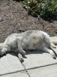 Found/Stray Unknown Cat last seen Gary Ave at Lincoln, Pomona, CA 91767