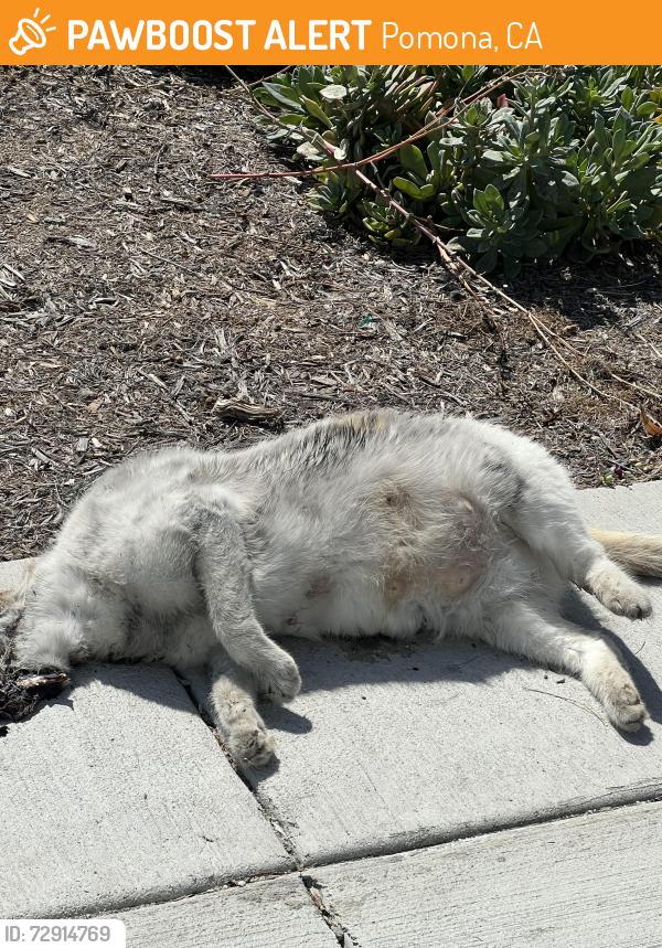 Found/Stray Unknown Cat last seen Gary Ave at Lincoln, Pomona, CA 91767