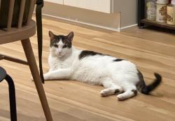 Reunited Male Cat last seen Oak Park Market, Sacramento, CA 95820