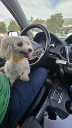 Reunited Female Dog last seen Idell Street , Los Angeles, CA 90065