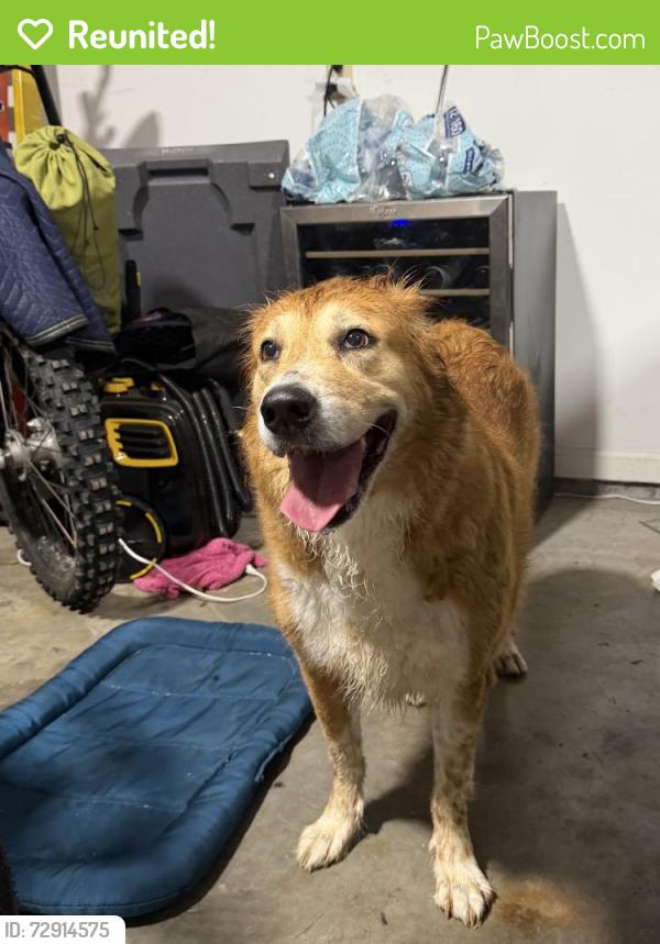 Reunited Unknown Dog last seen Near Belleaire Dr, Knoxville, TN 37934, USA, Knoxville, TN 37934