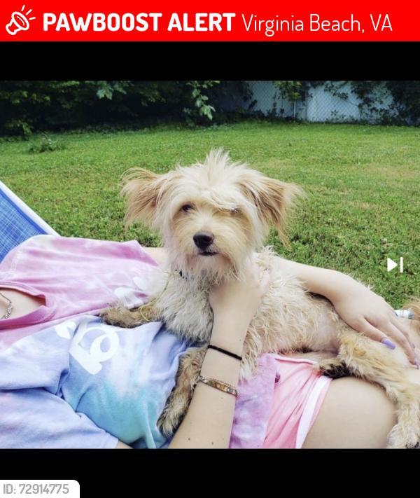 Lost Male Dog last seen Potters Road , Greatneck, & Lynnhaven , Virginia Beach, VA 23454