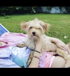 Lost Male Dog last seen Potters Road , Greatneck, & Lynnhaven , Virginia Beach, VA 23454