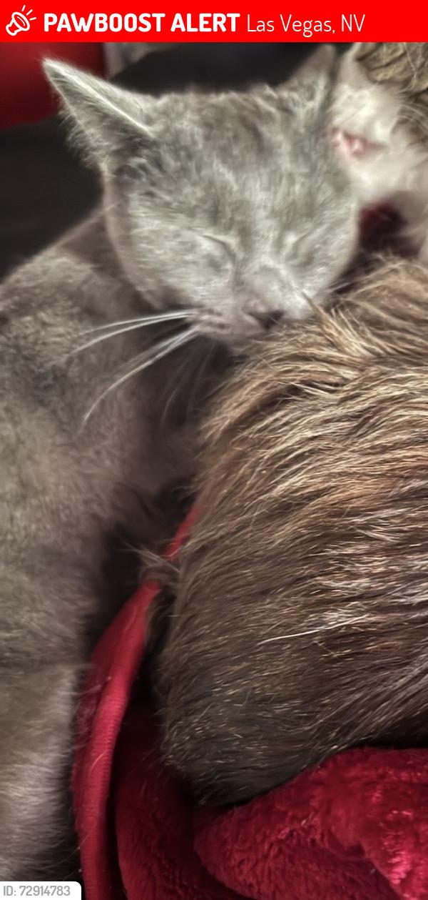 Lost Female Cat last seen Russell and mountain vista, Las Vegas, NV 89120