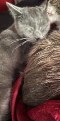 Lost Female Cat last seen Russell and mountain vista, Las Vegas, NV 89120