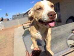 Reunited Female Dog last seen Lindsay and Hampton, Mesa, AZ 85204