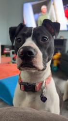 Reunited Female Dog last seen Driftwood Dr, subdivision right by Kettering High school, Waterford Township, MI 48329