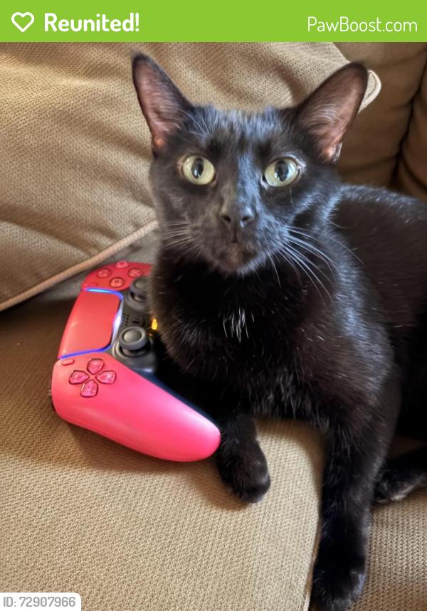Reunited Female Cat last seen hyacinth drive fort worth, Fort Worth, TX 76244