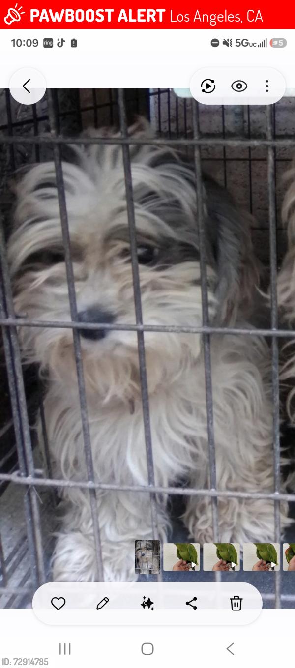 Lost Female Dog last seen Main an 62nd, Los Angeles, CA 90003