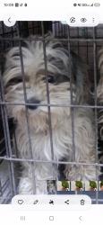 Lost Female Dog last seen Main an 62nd, Los Angeles, CA 90003