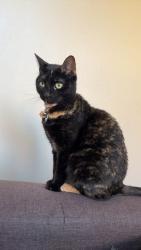 Reunited Female Cat last seen Near 335th St Minden, IA  51553 United States, Minden, IA 51553