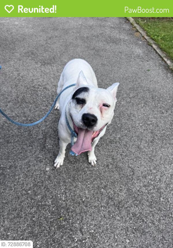Reunited Female Dog last seen Grandview blvd , Yonkers, NY 10710