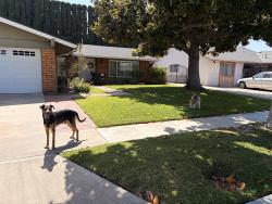 Lost Male Dog last seen East St and Bell ave, Anaheim, CA 92805
