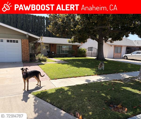 Lost Male Dog last seen East St and Bell ave, Anaheim, CA 92805