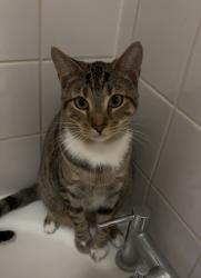 Reunited Female Cat last seen Street - Arbour Square , Stepney Green, England E1 0PP