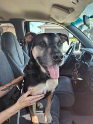 Reunited Male Dog last seen Chiquita Boulevard and Cape Coral Parkway, Cape Coral, FL 33914
