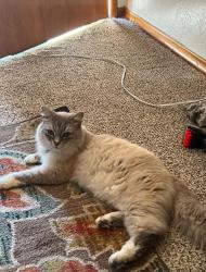 Lost Male Cat last seen Stoneway dr nw , Salem, OR 97304