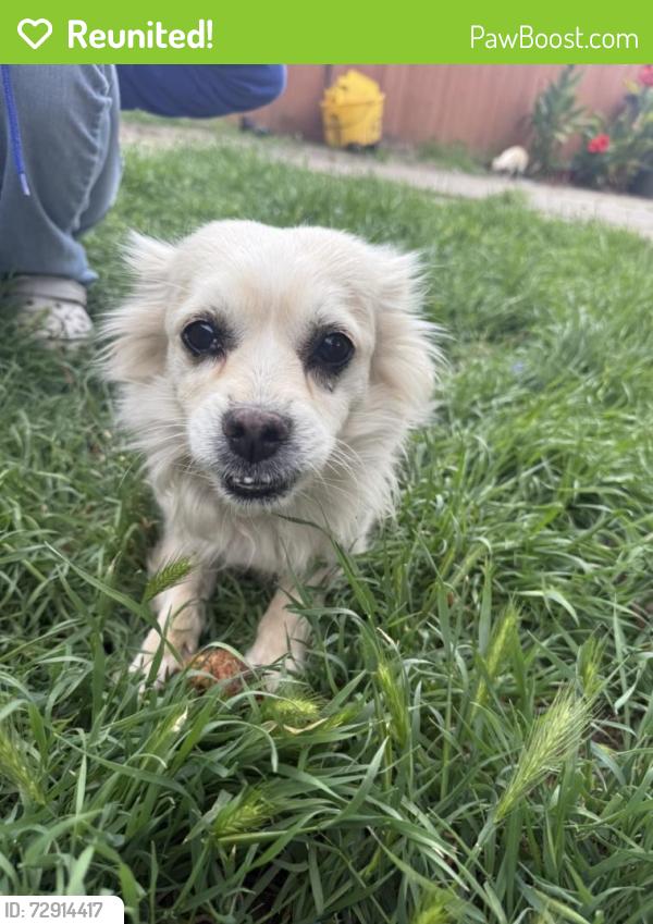 Reunited Female Dog last seen Williams street by Train tracks , San Leandro, CA 94577