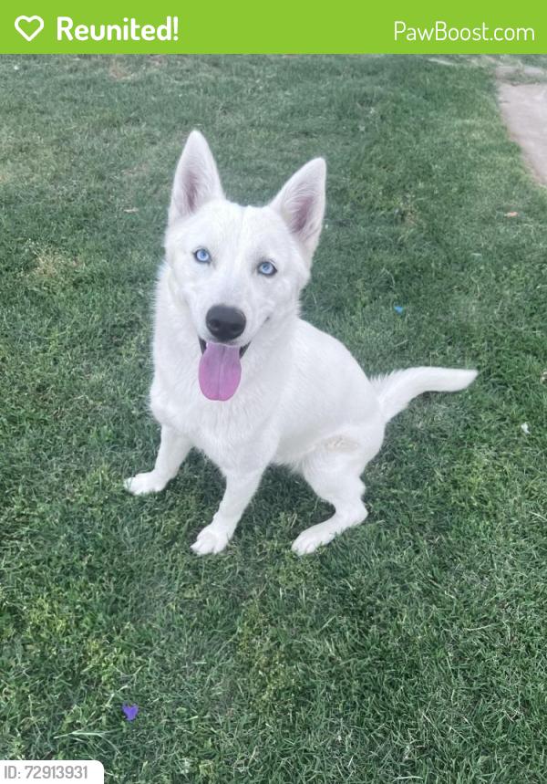 Reunited Female Dog last seen 67th ave thomas, Phoenix, AZ 85033