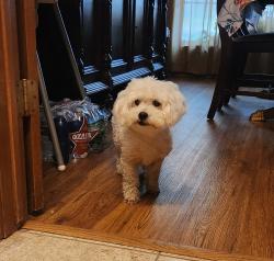 Reunited Female Dog last seen Starnes Rd, North Richland Hills, TX 76182
