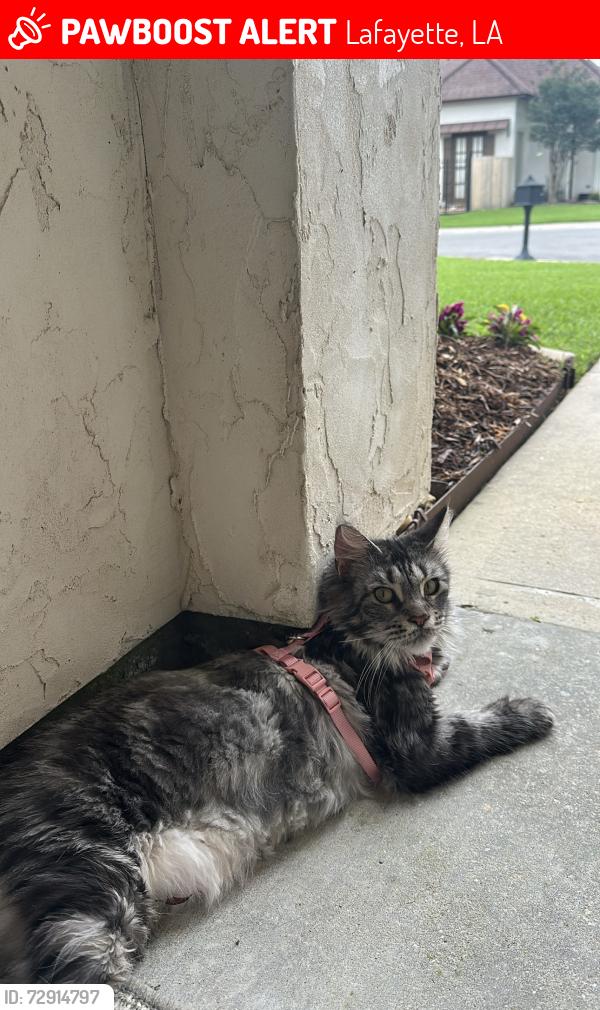 Lost Female Cat last seen Barataria bay pt , Lafayette, LA 70508