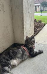 Lost Female Cat last seen Barataria bay pt , Lafayette, LA 70508