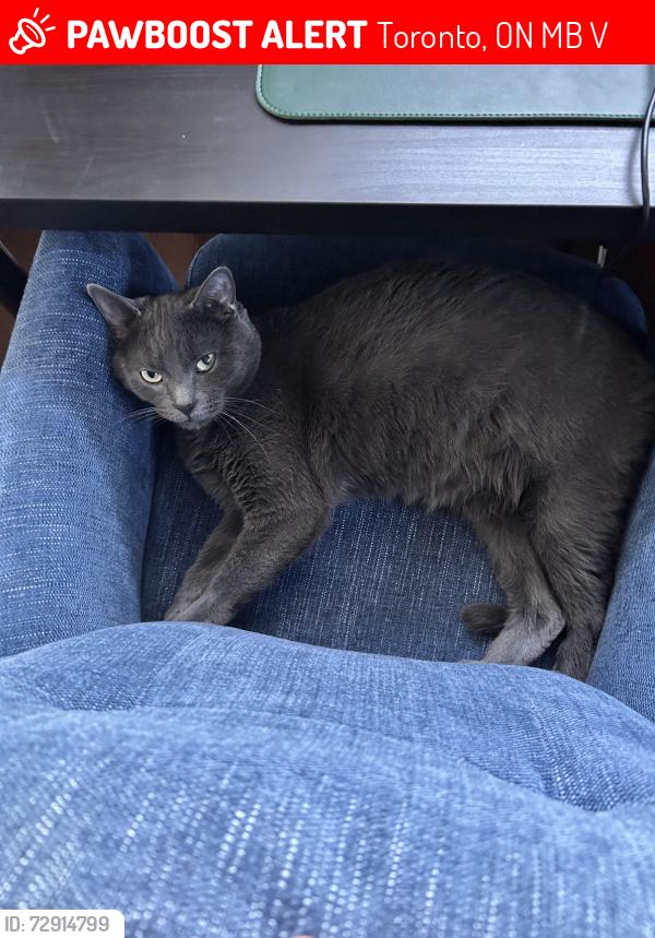 Lost Male Cat last seen In the neighborhood, Toronto, ON M3B 2V2