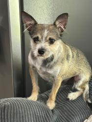 Lost Male Dog last seen Hogan and Roberts, Gresham, OR 97080
