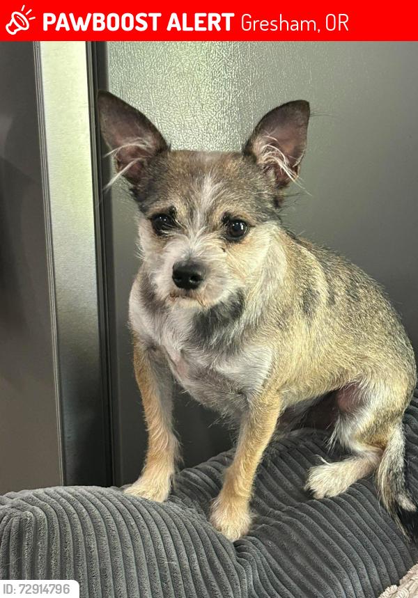Lost Male Dog last seen Hogan and Roberts, Gresham, OR 97080