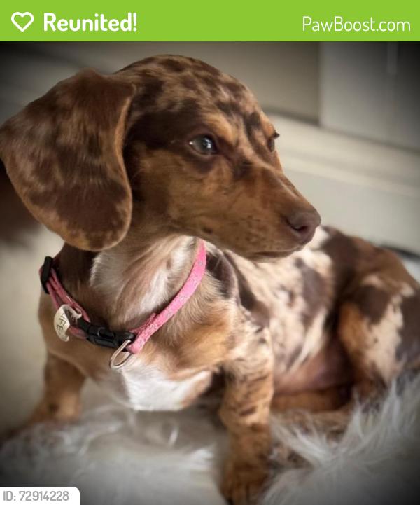 Reunited Female Dog last seen Naranja ln, Pharr, TX 78577